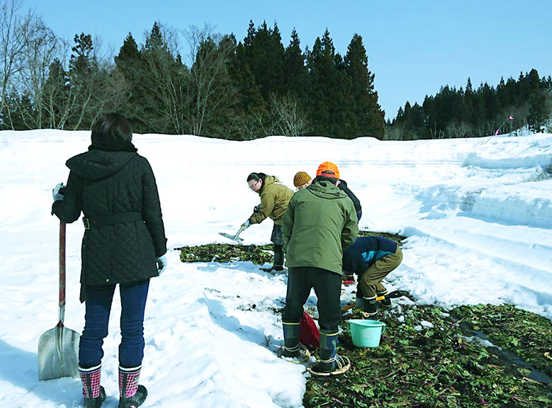 冬限定 雪の下野菜収穫体験